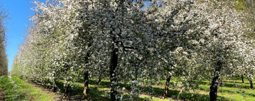 Westdown Orchard Touring Park