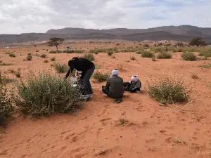 شجرة بكزان 2