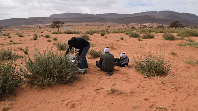 شجرة بكزان 2