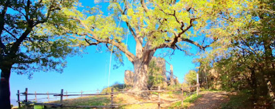 La Grande Quercia