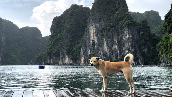 Cát Hải