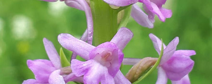 Orchidejové louky pod Solanskou horou