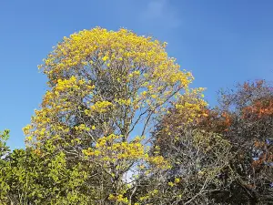 클리버 우즈 공원