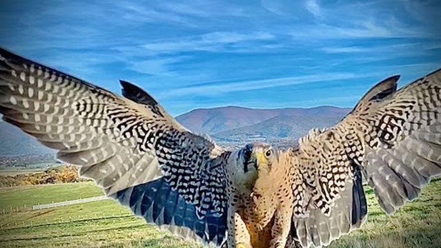 Raptor Hill Falconry