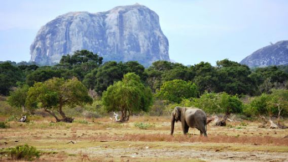Kiththa Yala Safari
