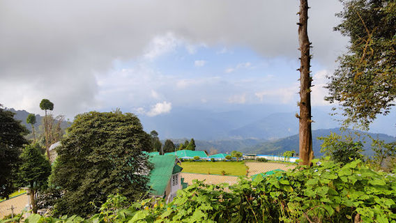 Shrubbery Nightingale Park