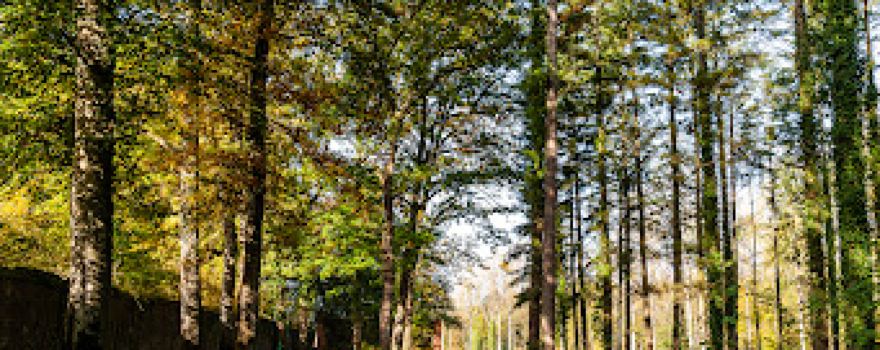Castel Park