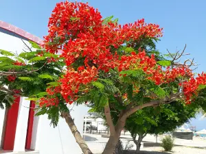 Bafra Public Beach