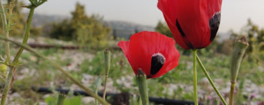 Dr. Habib Saba-Ayoun land