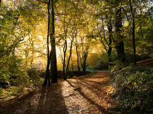 L'Arbre d'Or