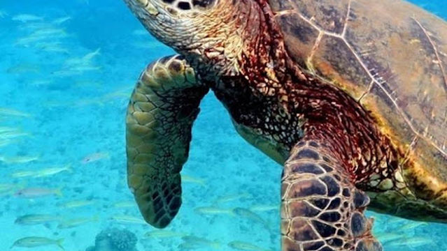 Gaminis Fishing Club