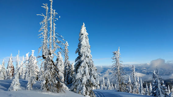 Kaniksu National Forest