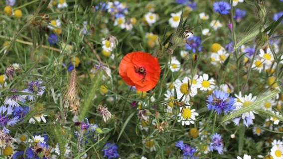 Rushcliffe Country Park