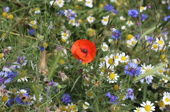 Rushcliffe Country Park