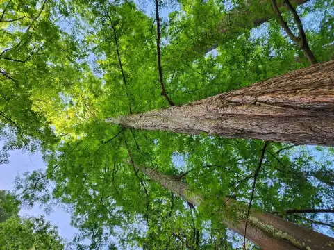 Hotels near University of California Botanical Garden