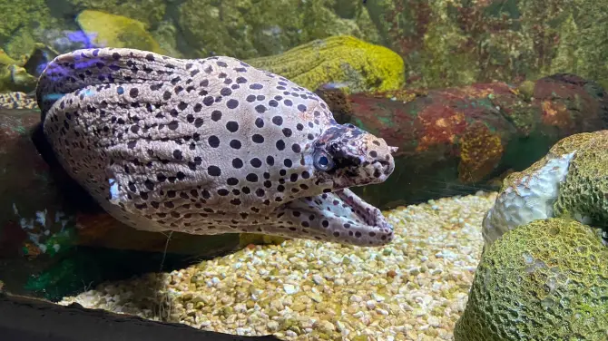 2_關島海底世界水族館