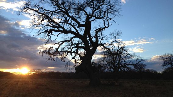 Breite Ancient Oak Tree Reserve