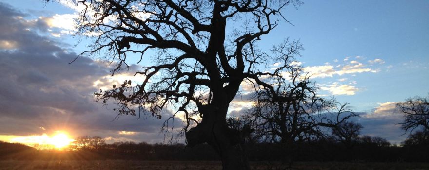 Breite Ancient Oak Tree Reserve