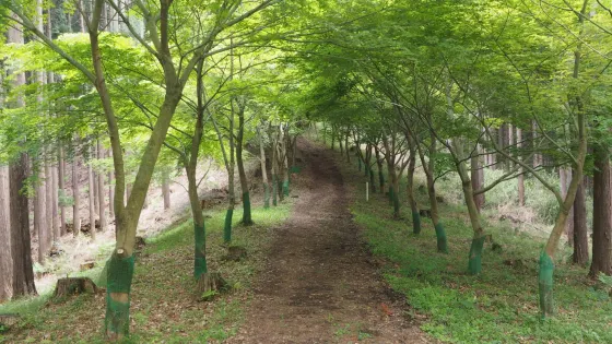 葛山城址