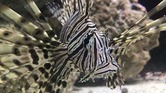 Smithsonian Marine Ecosystems Exhibit