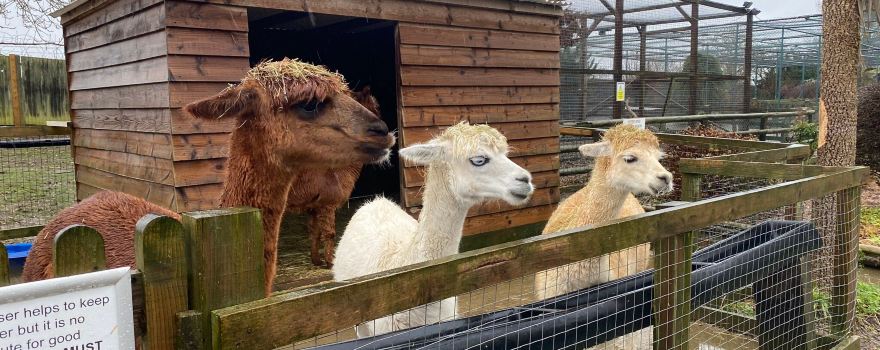 Woodside Animal Farm