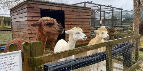 Woodside Animal Farm and Leisure Park