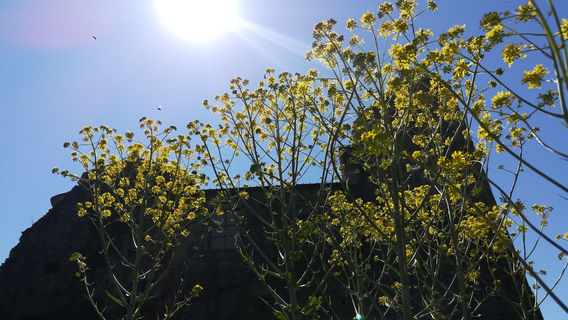 Castle of Saint Mesmin