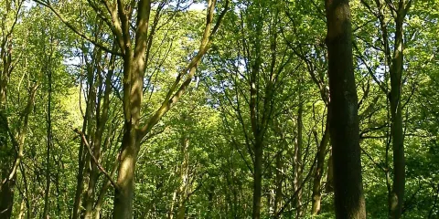 North Cliffe Woods