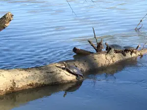 Landsford Canal State Park