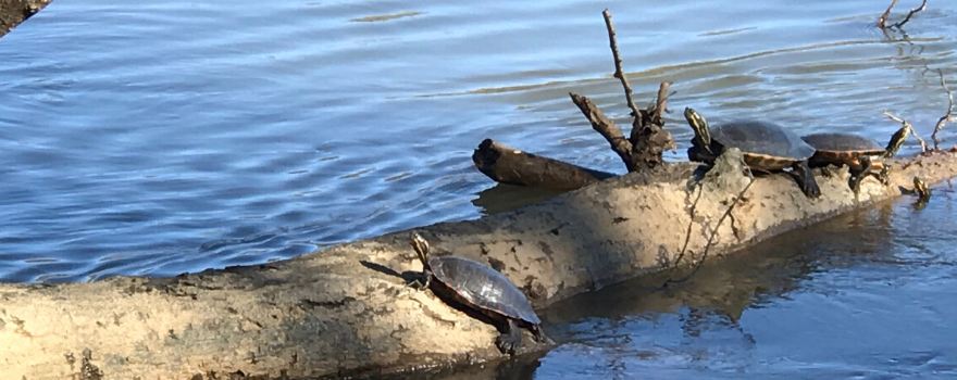 Landsford Canal State Park