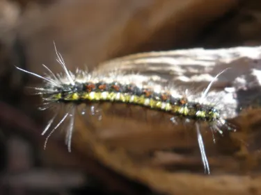 San Jose de las Matas