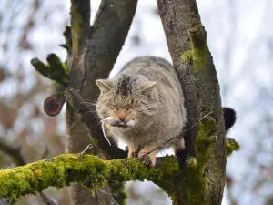 Wildkatzendorf Hutscheroda