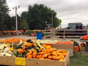 Heaps Giant Pumpkin Farm