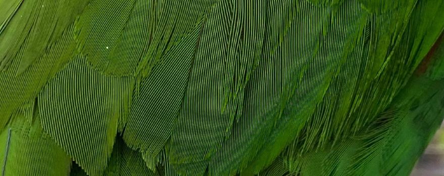 Proserpine