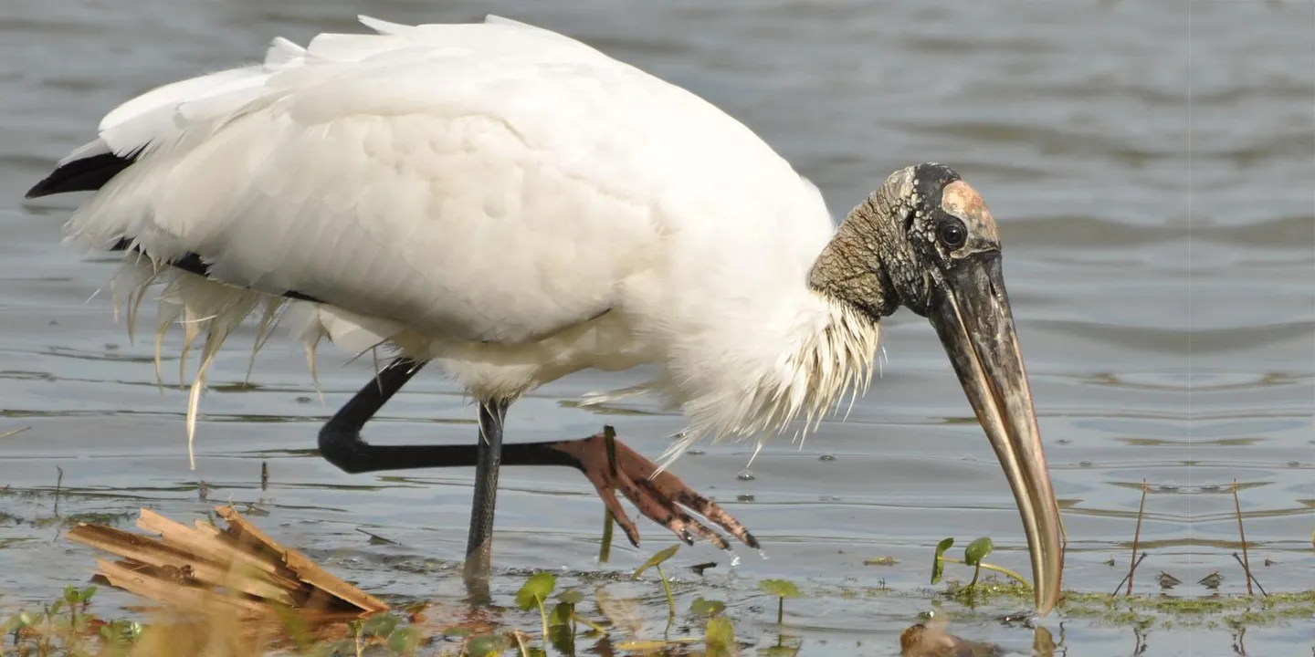 2_Hilton Head Island Birding Trail
