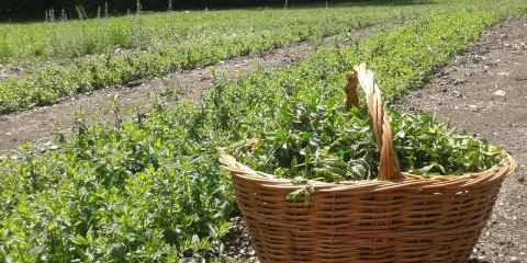 Parc de les Olors - Prat de Sala