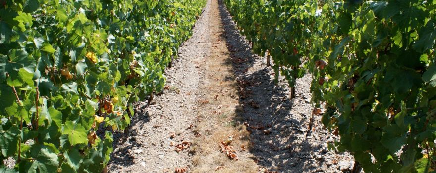 Domaine Leblanc - Les Closserons