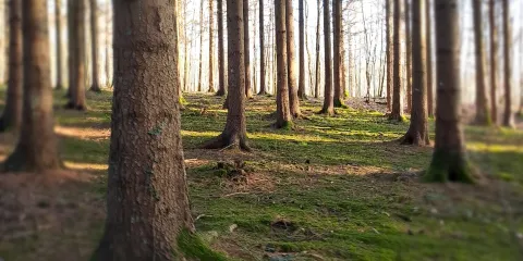 Chapelle Sainte-Hiltrude
