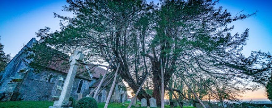 Ancient Yew Tree, Wilmington Church