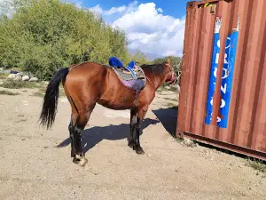 Тамчы