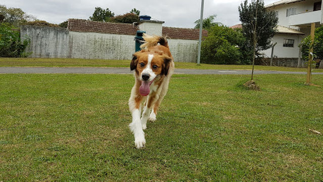 Parque Mun. Rua XV de Novembro