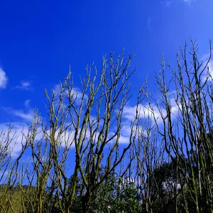 金瓜石地質公園