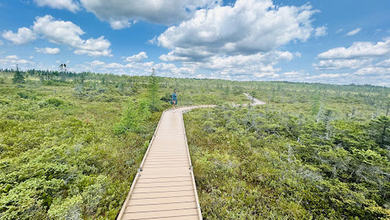 Orono Bog Boardwalk
