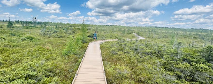 Orono Bog Boardwalk