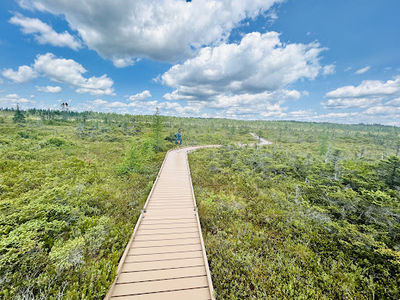 Orono Bog Boardwalk