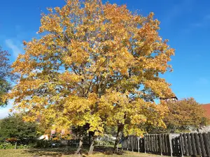 Malchower Labyrinth Park