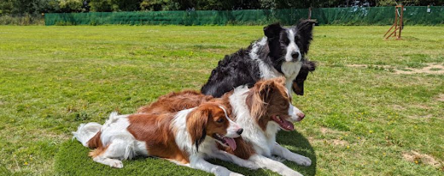 Manor Secure Dog Walking Field