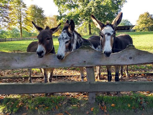 Wildpark Schwentinental