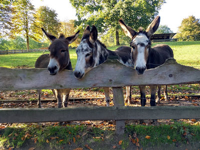 Wildpark Schwentinental