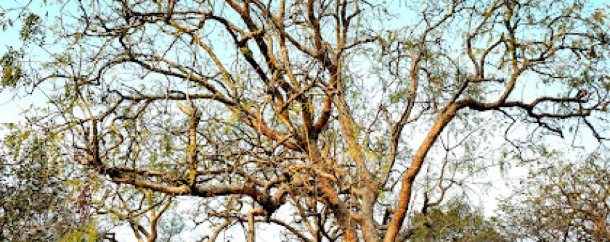 Madhav National Park